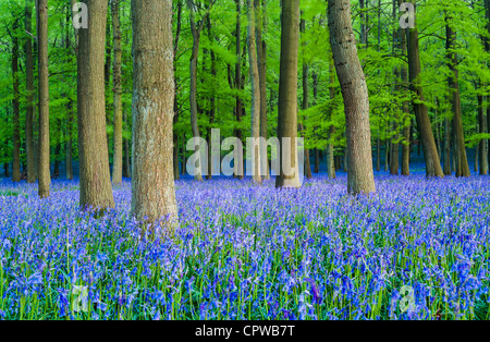 Bluebells in piena fioritura che ricopre il pavimento in un tappeto di colore blu in una bellissima spiaggia tree bosco in Hertfordshire, Inghilterra, Regno Unito Foto Stock