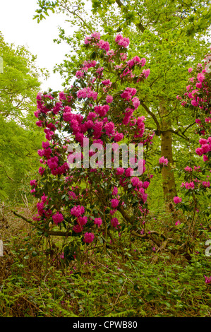 Rododendri in un legno di Norfolk. Fiore nativo del Nepal. Foto Stock