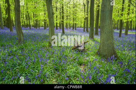 Bluebells in piena fioritura che ricopre il pavimento in un tappeto di colore blu in una bellissima spiaggia tree bosco in Hertfordshire, Inghilterra, Regno Unito Foto Stock