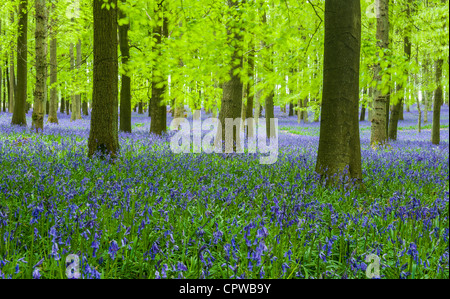 Bluebells in piena fioritura che ricopre il pavimento in un tappeto di colore blu in una bellissima spiaggia tree bosco in Hertfordshire, Inghilterra, Regno Unito Foto Stock