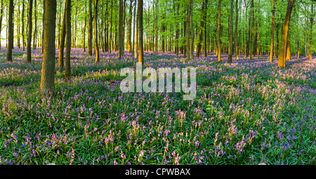 Bluebells in piena fioritura che ricopre il pavimento in un tappeto di colore blu in una bellissima spiaggia tree bosco in Hertfordshire, Inghilterra, Regno Unito Foto Stock