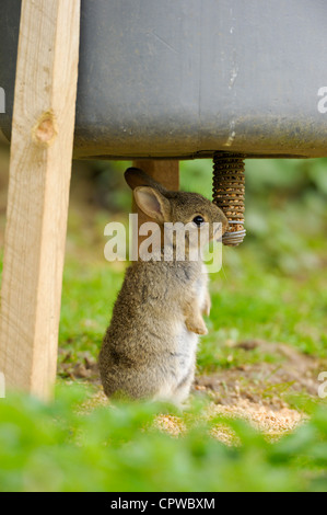 Coniglio giovane(oryctolagus cuniculus) mangiare il grano da un fagiano alimentatore. Foto Stock