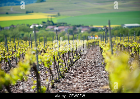 Vigneti Champagne nel villaggio di Tauxières-Mutry, Montagne de Reims, Marne, regione di Champagne, Francia Foto Stock
