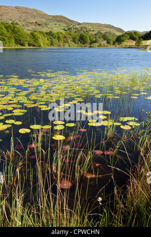 Water Lilies On Llyn Tecwyn Isaf, Snowdonia National Park, North Wales UK Foto Stock