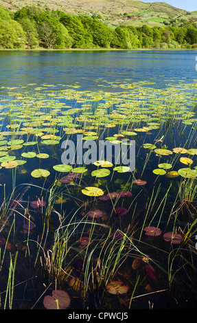 Water Lilies On Llyn Tecwyn Isaf, Snowdonia National Park, North Wales UK Foto Stock