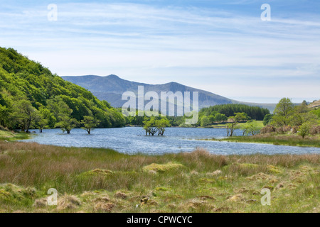 Llyn Cynwch con Cader Idris 'Cadair Idris' in background, Snowdonia National Park, North Wales, Regno Unito Foto Stock