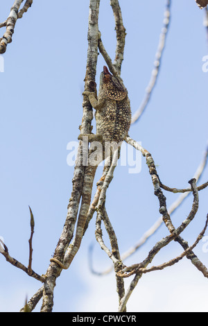 Corto-cornuto camaleonte, Andasibe Riserva, Madagascar Foto Stock