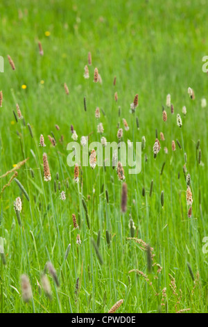 Wild erba di prato, Worcestershire, England, Regno Unito Foto Stock