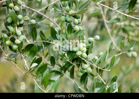 Olive Branch su albero in Val d'Orcia, Toscana, Italia Foto Stock