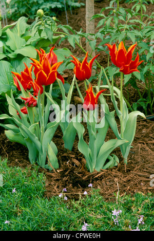 Il giallo e il rosso fiamma tulipani ("la regina di Saba") piantate in giardino in gruppo con groundcover, hosta e peonia, Midwest USA Foto Stock