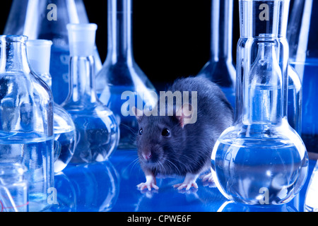 I ratti di laboratorio. Esperimenti sugli animali Foto Stock