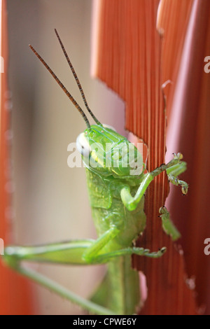 In prossimità di una cavalletta verde su una pianta marrone foglia BDA VERTICALE Foto Stock