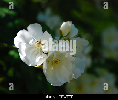 Fioritura bianco albero a 11am in parziale sun. Prese a Denver verso la fine di maggio 2012. Foto Stock