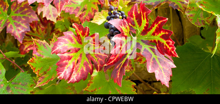 Uve mature su un vitigno sul muro di pietra nel giardino di campagna a Swinbrook in Cotswolds, Oxfordshire, Regno Unito Foto Stock