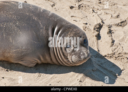 La Northern Elephant guarnizioni, Mirounga angustirostris, a PIEDRAS BLANCAS rookery sulla costa centrale della California. Foto Stock