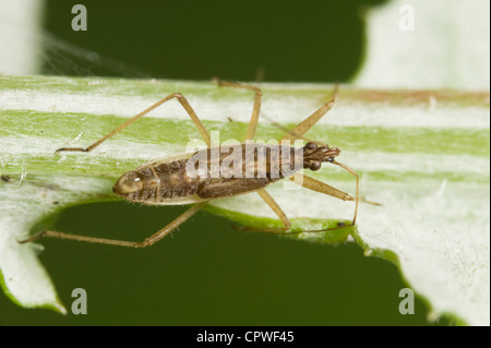 Fanciulla ninfa bug - un predatore di insetti da giardino Foto Stock