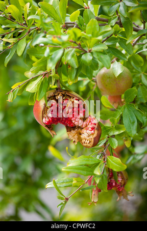 Melograno, Punica granatum in Val d'Orcia, Toscana, Italia Foto Stock