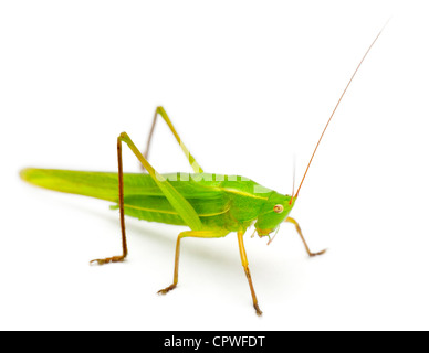 Grandi Conehead, Ruspolia nitidula, contro uno sfondo bianco Foto Stock