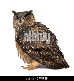 Eurasian Eagle-Owl, Bubo bubo, 15 anni, contro uno sfondo bianco Foto Stock