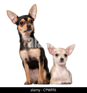 Chihuahua cucciolo, 3 mesi e 1 anno di età, seduto o disteso contro uno sfondo bianco Foto Stock