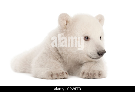 Polar Bear Cub, Ursus maritimus, 3 mesi di età, contro uno sfondo bianco Foto Stock