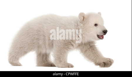 Polar Bear Cub, Ursus maritimus, 3 mesi di età, passeggiate contro uno sfondo bianco Foto Stock