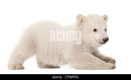 Polar Bear Cub, Ursus maritimus, 3 mesi di età, contro uno sfondo bianco Foto Stock