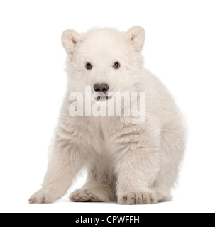 Polar Bear Cub, Ursus maritimus, 3 mesi di età, ritratto contro uno sfondo bianco Foto Stock