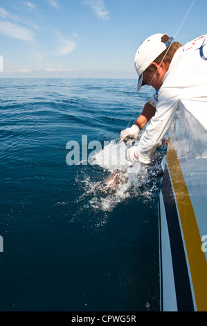 Messico, Puerto Vallarta. Deep sea sportfishing per sailfish Puerto Vallarta, Messico. Foto Stock