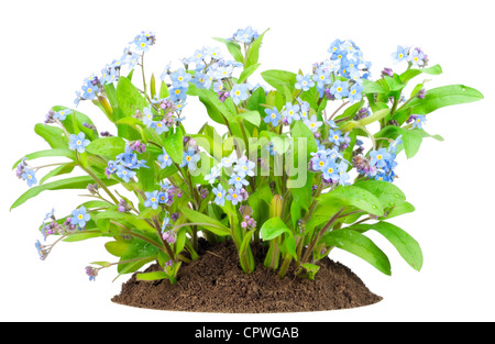 Piccola boccola della molla blu "Dimenticare-me-poveri' (myosotis) fiori sul letto dopo la pioggia isolato Foto Stock