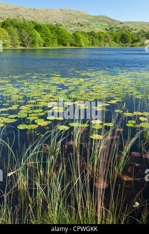 Water Lilies On Llyn Tecwyn Isaf, Snowdonia National Park, North Wales UK Foto Stock