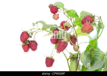 Il giardino reale di frutti di bosco Lamponi su rami con foglie isolato Foto Stock