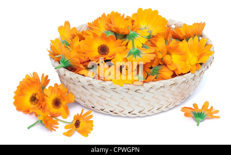 I fiori di un medicinale calendula nel cestello. I fiori sono raccolti che loro di asciugare e da utilizzare in medicina. Isolato Foto Stock