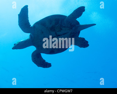 Silhouette di una tartaruga embricata con cielo blu sopra in Mar Rosso a Snapfish vicolo vicino a Sharm El Sheikh Foto Stock