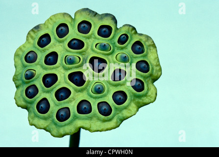 American Lotus o Chinquapin seme head (Nelumbo lutea) Foto Stock