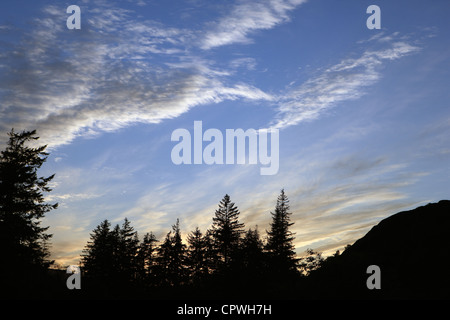 Abeti stagliano contro un cielo di sera in Scozia Foto Stock