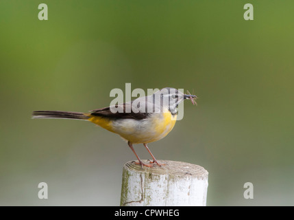 Wagtail grigio (Motacilla cinerea) Foto Stock