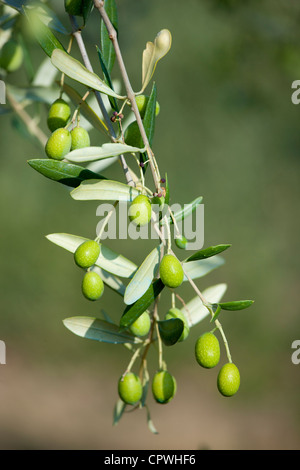 Mature olive verdi sul ramo in tradizionale uliveto in Val d'Orcia, Toscana, Italia Foto Stock