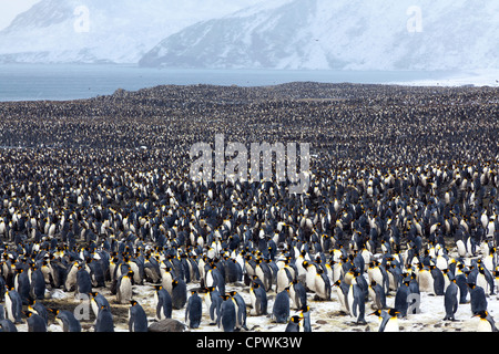 Re colonia di pinguini in St Andrew's Bay, Isola Georgia del Sud Foto Stock