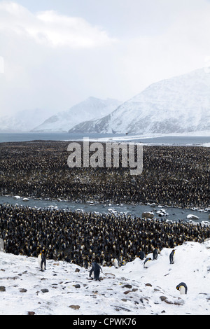 Re colonia di pinguini in St Andrew's Bay, Isola Georgia del Sud Foto Stock