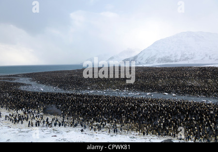 Re colonia di pinguini in St Andrew's Bay, Isola Georgia del Sud Foto Stock