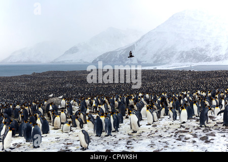 Re colonia di pinguini in St Andrew's Bay, Isola Georgia del Sud Foto Stock