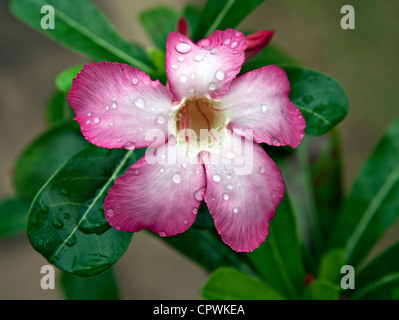 Pervinca Catharanthus roseus fiore in primo piano Foto Stock