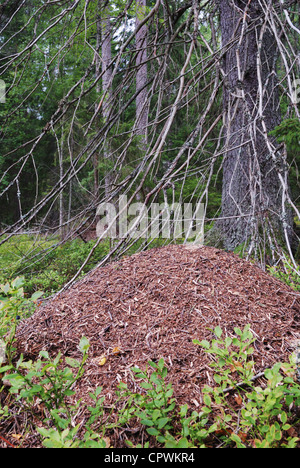 Grande formicaio nel bosco di abete rosso in verticale Foto Stock