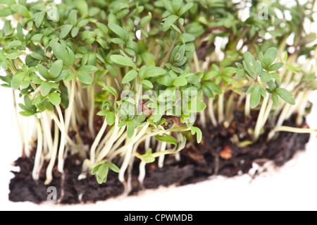 Garden Cress (Lepidium sativum) isolato su sfondo bianco Foto Stock