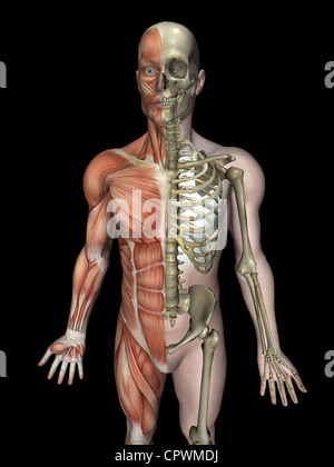 Illustrazione anatomica del corpo umano che mostra lo scheletro e la muscolatura Foto Stock