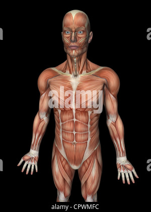 Illustrazione anatomica del corpo umano che mostra i muscoli superficiali Foto Stock