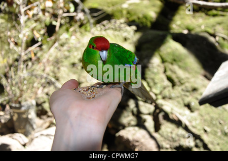 Kakariki bird, Lochmara Lodge, Marlborough Sounds, Isola del Sud, Nuova Zelanda Foto Stock