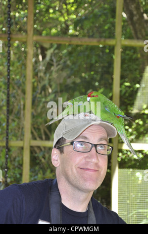 Uomo con Kakariki bird, Lochmara Lodge, Marlborough Sounds, Isola del Sud, Nuova Zelanda Foto Stock