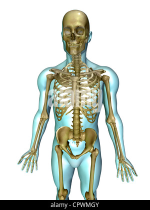 Illustrazione anatomica del corpo umano che mostra lo scheletro umano Foto Stock